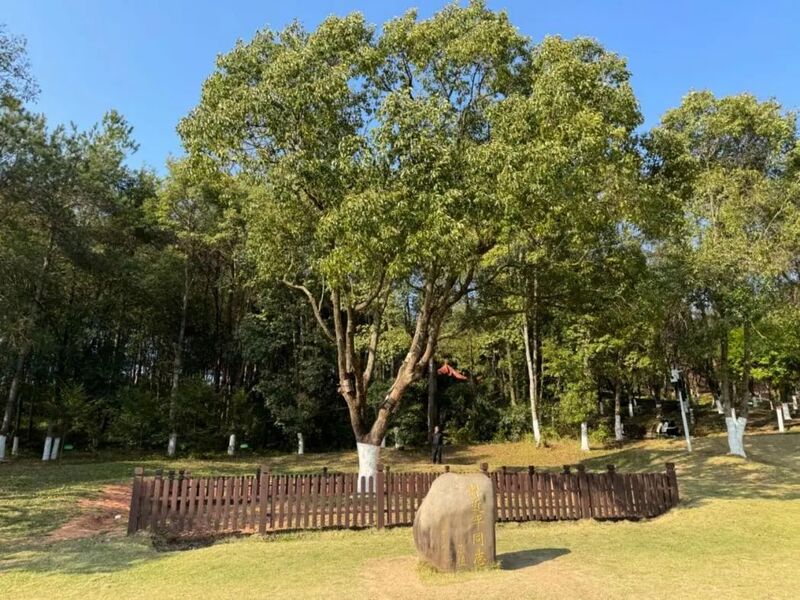 習(xí)近平同志為福建省長汀縣水土保持科教園捐種的香樟樹。圖源：學(xué)習(xí)時(shí)報(bào)