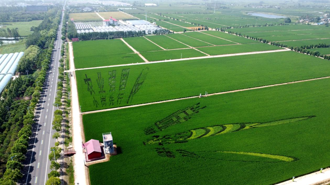 俯瞰小崗村高標準農(nóng)田。鳳陽縣委宣傳部供圖